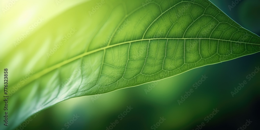 Poster the close-up of leaf texture in green abstract nature background with a soft focus. exuberant image.
