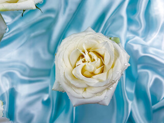 White roses on a luxurious blue silk background
