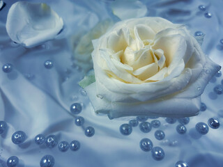 White rose and pearls on a pale blue background