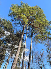 Tall pine trees against a blue sky
