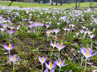 Delicate lilac crocuses in a clearing in a spring park.
