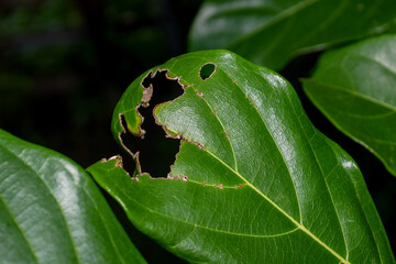 Close up photo of damaged and holey leaves eaten by pests