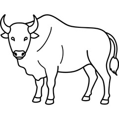 black and white cow