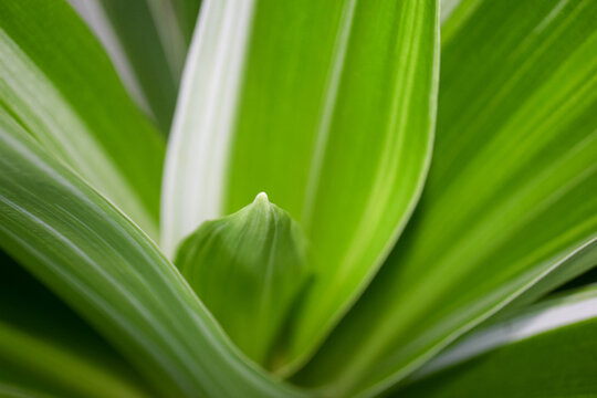 green plant photos for wallpaper