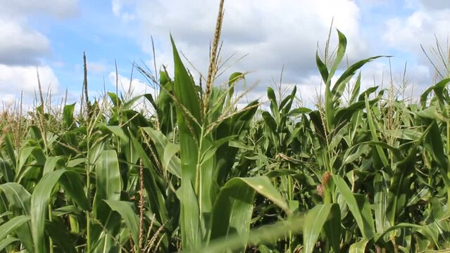 Maispflanze wiegt sich im Wind