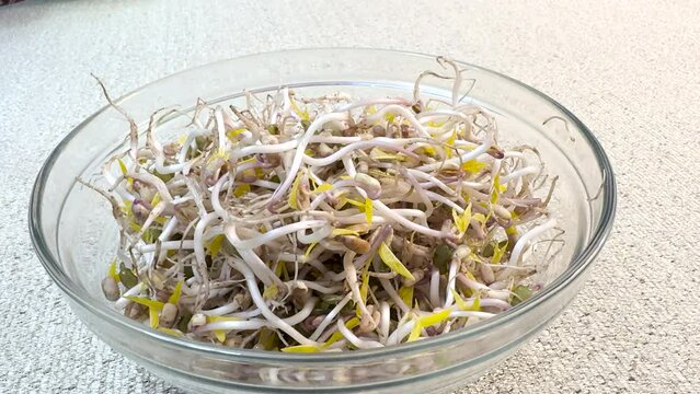Micro-greenery. Sprouted mung beans, green mung beans in glass dishes on the table. The cook's hand stirs the salad with steel tongs. Juicy seedlings. Healthy food for vegans. Closeup.