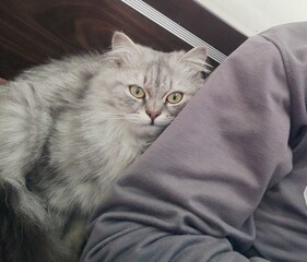 cat on the couch