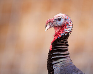 Wild Turkey - portrait of a male "gobbler" in breeding season, against a natural background