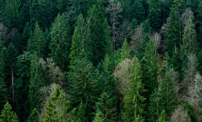Fototapeta na wymiar Conifer forest on hill close up. Background of tree tops