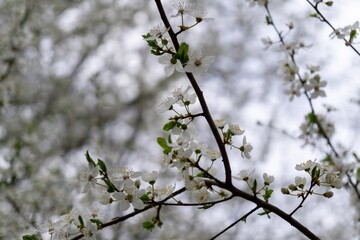 Spring tree flowering. White blooming tree. Slovakia