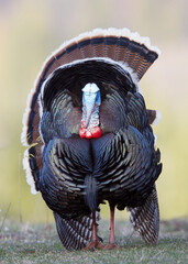 Merriam's Wild Turkey - tight portrait of a male strutting with tail fanned out and flexed to one side, favoring the side that the female is viewing him from