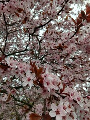 Spring tree flowering. Pink flowers on blooming tree. Slovakia