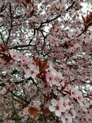 Spring tree flowering. Pink flowers on blooming tree. Slovakia