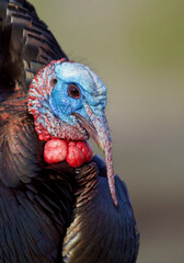 Wild Turkey - close up head shot showing the unique structures and colors of a male turkey's head during breeding season