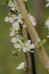 bee on a flower