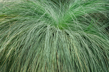 Silk Tassel Japanese sedge.
Very similar to green Dropseed Grass or Sporobolus heterolepis.
