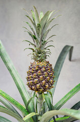 Pineapple growing in a plant.
First home grown pineapple of the season.
 - obrazy, fototapety, plakaty