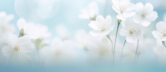 Numerous white blooms stand out against a vibrant blue backdrop, creating a striking contrast in the scene