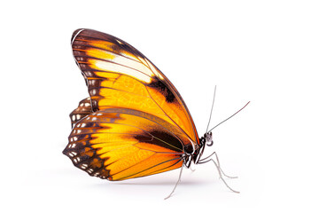 Obraz premium Beautiful Kaiser-i-Hind butterfly isolated on a white background. Side view