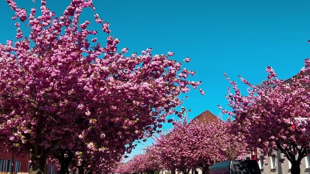 Alley of pink cherry blossoms Bielefeld, Germany April 20, 2023. High quality 4k footage