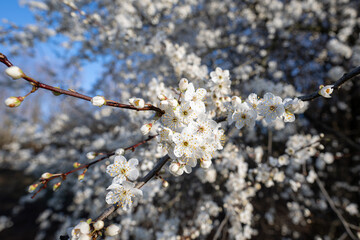 White beautiful plum blossoms on a twig.