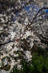 White beautiful plum blossoms on a twig.