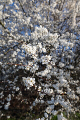 White beautiful plum blossoms on a twig.
