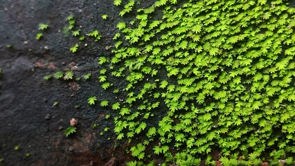 Close up picture of moss grow on the old roof tile 