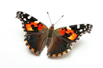 Beautiful Red Admiral butterfly isolated on a white background with clipping path - obrazy, fototapety, plakaty