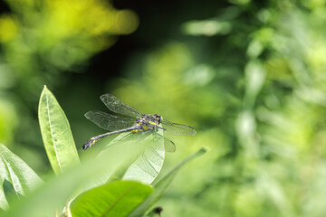 Dragonhunter, Hagenius brevistylus, perched on Common Milkweed leaf