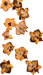 dried yellow orchid flowers isolated