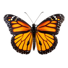 Monarch butterfly isolated on transparent background