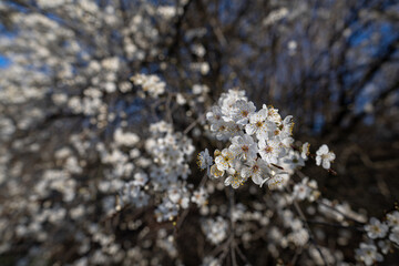 White beautiful plum blossoms on a twig.
