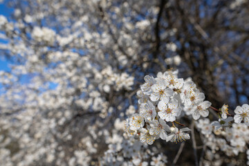 White beautiful plum blossoms on a twig.