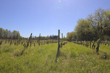 Fototapeta premium ländlicher Weinanbau in Italien