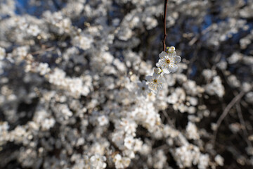 White beautiful plum blossoms on a twig.