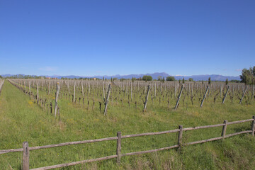 ländlicher Weinanbau in Italien