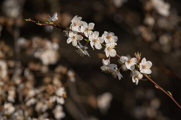 White beautiful plum blossoms on a twig.