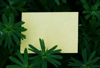 Note paper on green leaves nature background