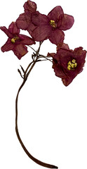 pressed African violet plant blooms