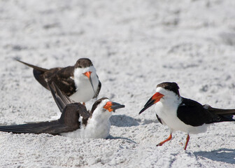 Three Black Skimmers, Rynchops niger, on the beach. One is resting in the sand. - obrazy, fototapety, plakaty