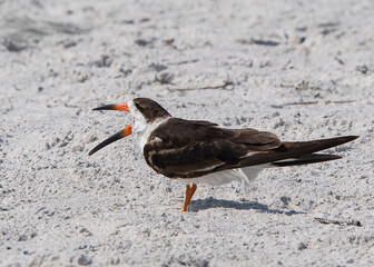 A Black Skimmer, Rynchops niger, standing on the beach with his beak wide open as if screeching. - obrazy, fototapety, plakaty