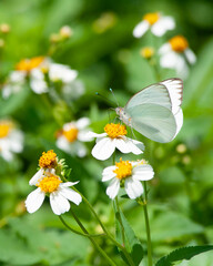 Great Southern White butterfly, Ascia monuste, on Bidens alba flower drinking nectar. Wings slightly open. Many flowers. © Donna Bollenbach