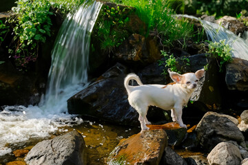 dog at the waterfall in nature. Travel and hiking with an active pet. Puppy Day