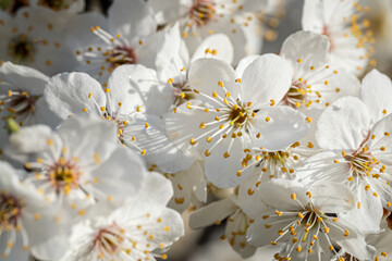 White beautiful plum blossoms on a twig.