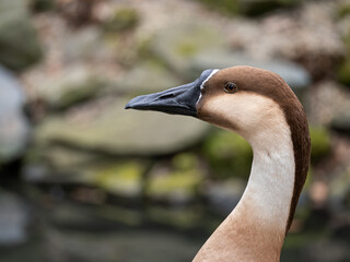 Goose swan in head detail.