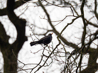 Male blackbird on a tree branch.