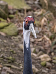 Fototapeta premium White-necked crane bird portrait, observing the surroundings.