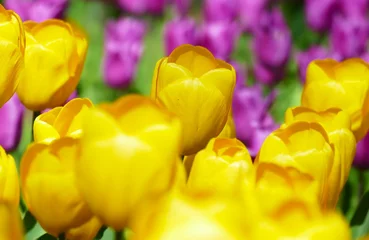 Gordijnen Colorful tulip fields in the park nature background © moreidea