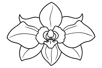  orchid  silhouette vector art illustration